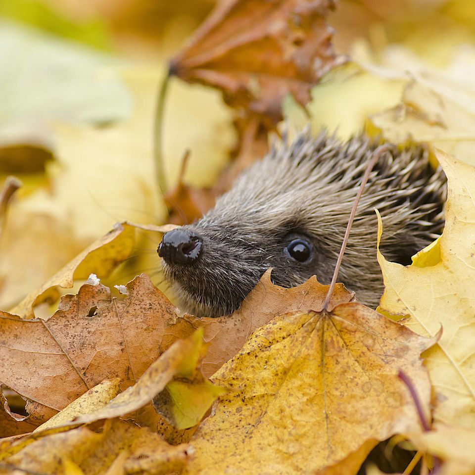 Tier des Jahres: Entgegen ihrer sonstigen Gewohnheiten suchen Igel im Herbst auch tagsüber nach Futter