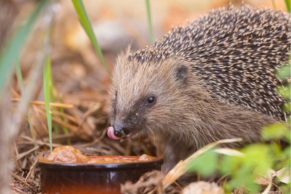 Igel sind Fleischfresser, ernähren sich von Regenwürmern, Nacktschnecken oder Vogelküken. Kranke Tiere können mit Katzenfutter wieder aufgepäppelt werden