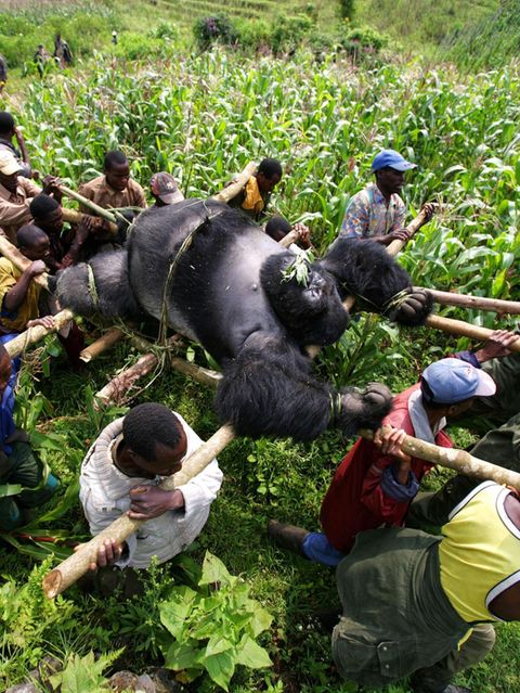 Dies ist das Bild, das Brent Stirtons Leben veränderte: der Silberrücken Senkwekwe, mit fünf weiteren Gorillas hingerichtet in Virunga, darunter die Mutter des Babys Ndakasi, auf Geheiß eines korrupten Beamten und als Warnung an die Ranger. Sein Foto öffnet ihm Türen, vor allem aber lernt er, dass sich die Welt mehr für seine Bilder interessiert, wenn Tiere leiden