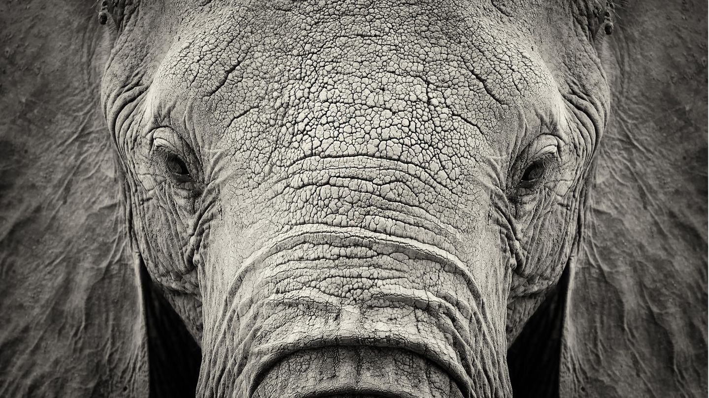 Elefant ohne Stoßzähne