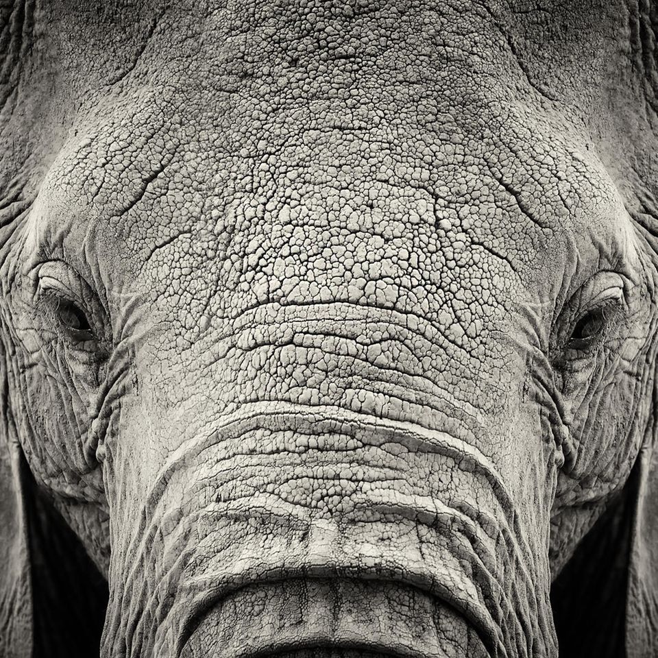 Elefant ohne Stoßzähne