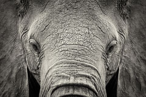 Elefant ohne Stoßzähne