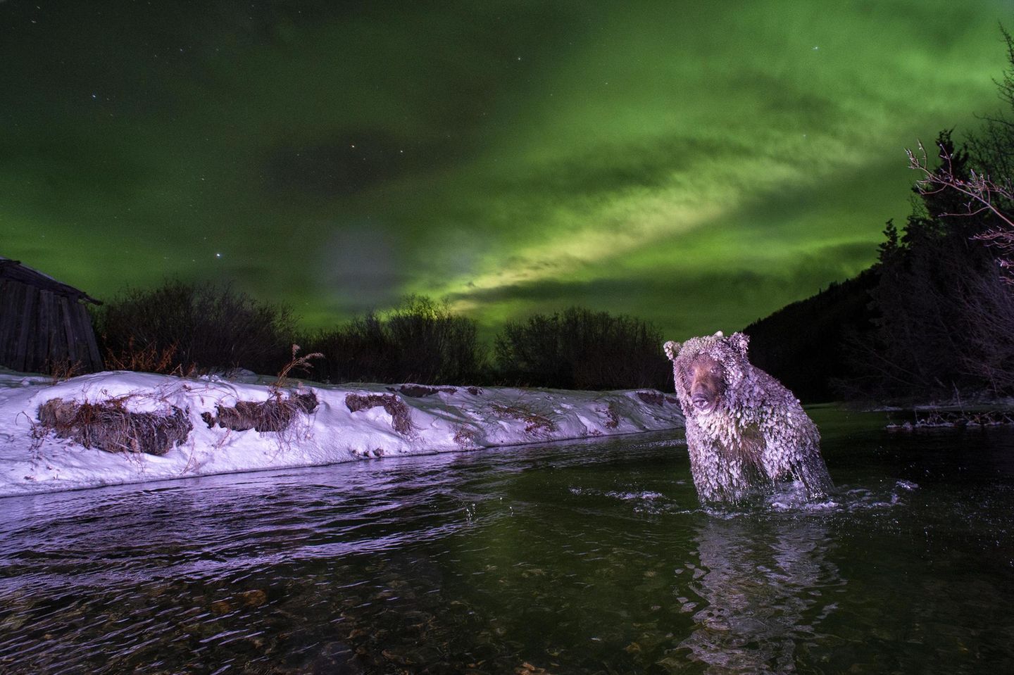 Eiskristalle wachsen am Fell des Bären, der im Yukon unter Nordlichtern Lachse jagt. Er ist in eine von Mathers Fotofallen getappt