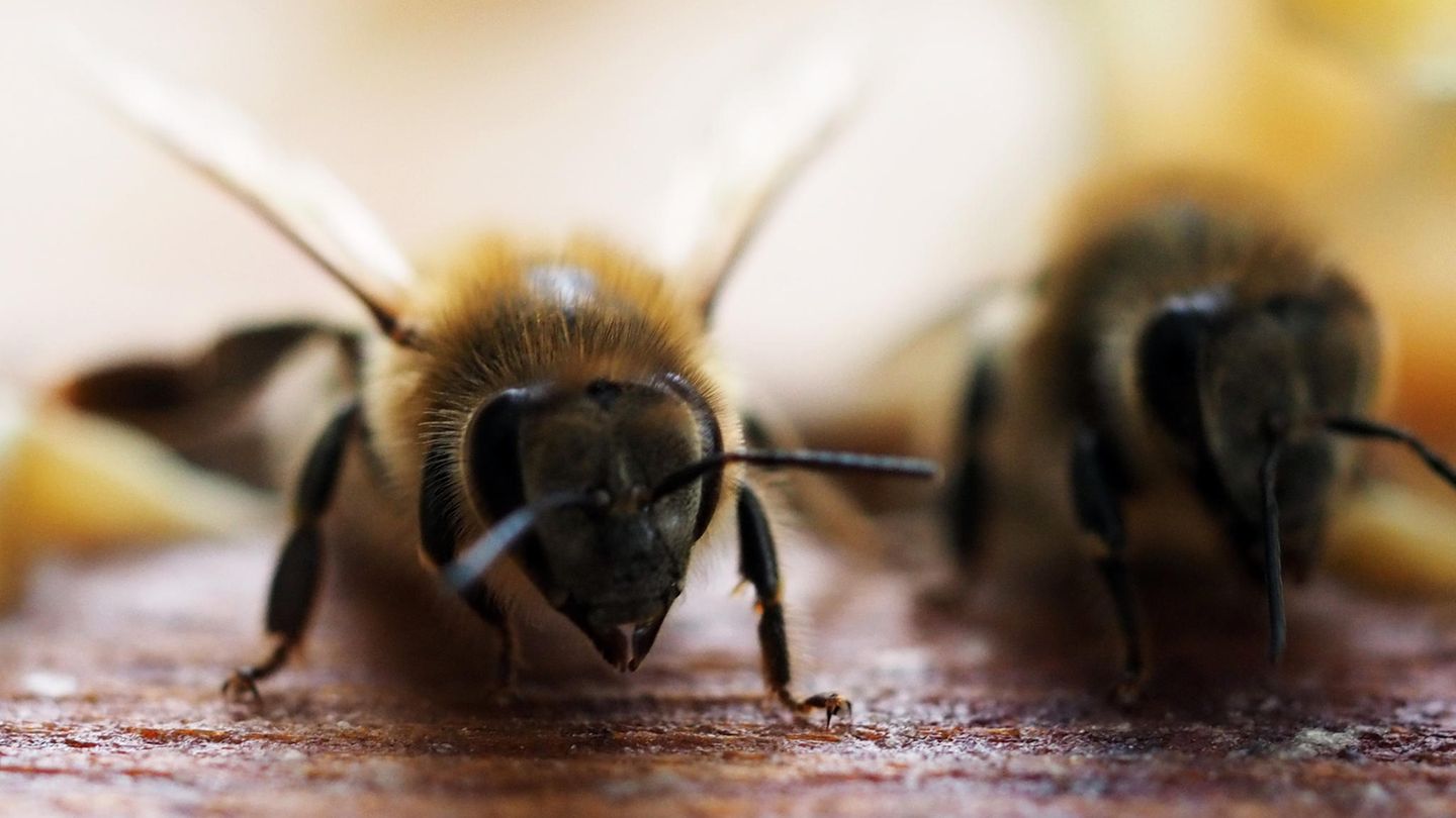 Folgen von Corona: Um den Genpool der eigenen Bienenvölker zu stärken, importiert Australien Bienenköniginnen aus Europa Um den Genpool der eigenen Bienenvölker zu stärken, importiert Australien Bienenköniginnen aus Europa