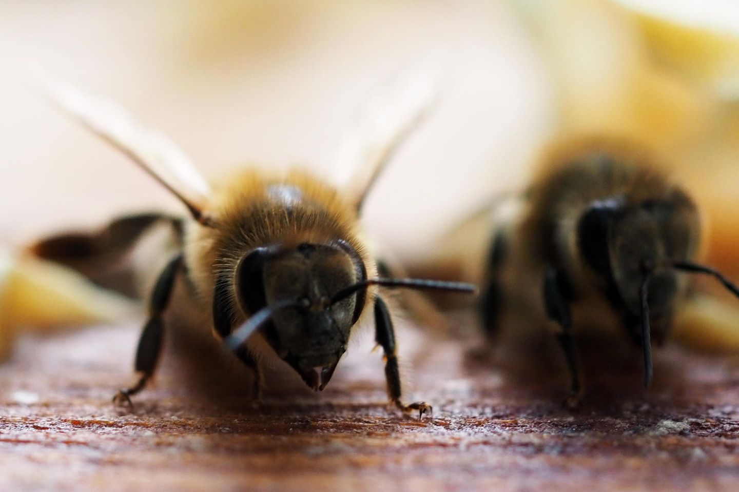 Um den Genpool der eigenen Bienenvölker zu stärken, importiert Australien Bienenköniginnen aus Europa