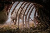 Der im amerikanischen Vermont geborene Naturfotograf Ronan Donovan platzierte eine Kamerafalle in dem Kadaver eines großen Moschusochsen in der kanadischen Arktis. Über mehrere Wochen kehrte ein Rudel Wölfe immer wieder zum Fressen zu dem Kadaver zurück. Dabei entstand diese Aufnahme, die den ersten Platz in der Kategorie "Tierwelt" machte