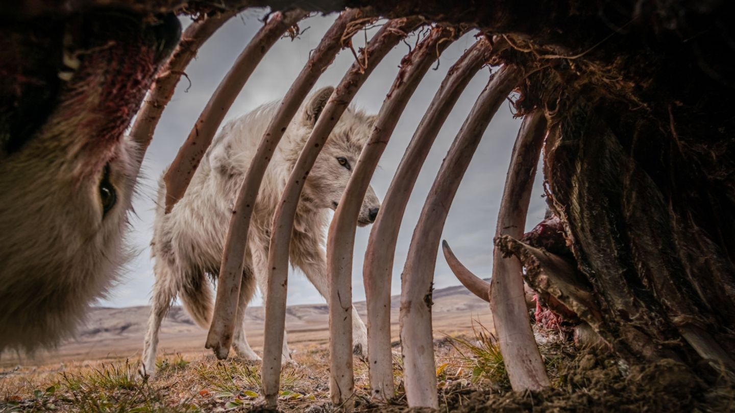 Der im amerikanischen Vermont geborene Naturfotograf Ronan Donovan platzierte eine Kamerafalle in dem Kadaver eines großen Moschusochsen in der kanadischen Arktis. Über mehrere Wochen kehrte ein Rudel Wölfe immer wieder zum Fressen zu dem Kadaver zurück. Dabei entstand diese Aufnahme, die den ersten Platz in der Kategorie "Tierwelt" machte