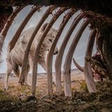 Der im amerikanischen Vermont geborene Naturfotograf Ronan Donovan platzierte eine Kamerafalle in dem Kadaver eines großen Moschusochsen in der kanadischen Arktis. Über mehrere Wochen kehrte ein Rudel Wölfe immer wieder zum Fressen zu dem Kadaver zurück. Dabei entstand diese Aufnahme, die den ersten Platz in der Kategorie "Tierwelt" machte