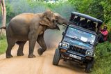 "Das hier ist mein Dschungel!", scheint der aufgebrachte Elefant rufen zu wollen. Das Wildtier greift im Yala National Park auf Sri Lanka einen Jeep mit Safari-Touristen an, die ihm mit dem Auto ganz offensichtlich zu nahe gekommen sind. Mit dieser Aufnahme machte der russische Fotograf Sergey Savvi den ersten Platz in der Kategorie "Reisen und Abenteuer"