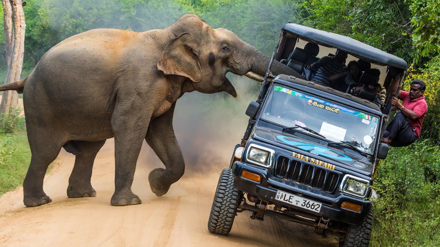 "Das hier ist mein Dschungel!", scheint der aufgebrachte Elefant rufen zu wollen. Das Wildtier greift im Yala National Park auf Sri Lanka einen Jeep mit Safari-Touristen an, die ihm mit dem Auto ganz offensichtlich zu nahe gekommen sind. Mit dieser Aufnahme machte der russische Fotograf Sergey Savvi den ersten Platz in der Kategorie "Reisen und Abenteuer"