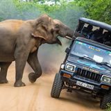 "Das hier ist mein Dschungel!", scheint der aufgebrachte Elefant rufen zu wollen. Das Wildtier greift im Yala National Park auf Sri Lanka einen Jeep mit Safari-Touristen an, die ihm mit dem Auto ganz offensichtlich zu nahe gekommen sind. Mit dieser Aufnahme machte der russische Fotograf Sergey Savvi den ersten Platz in der Kategorie "Reisen und Abenteuer"