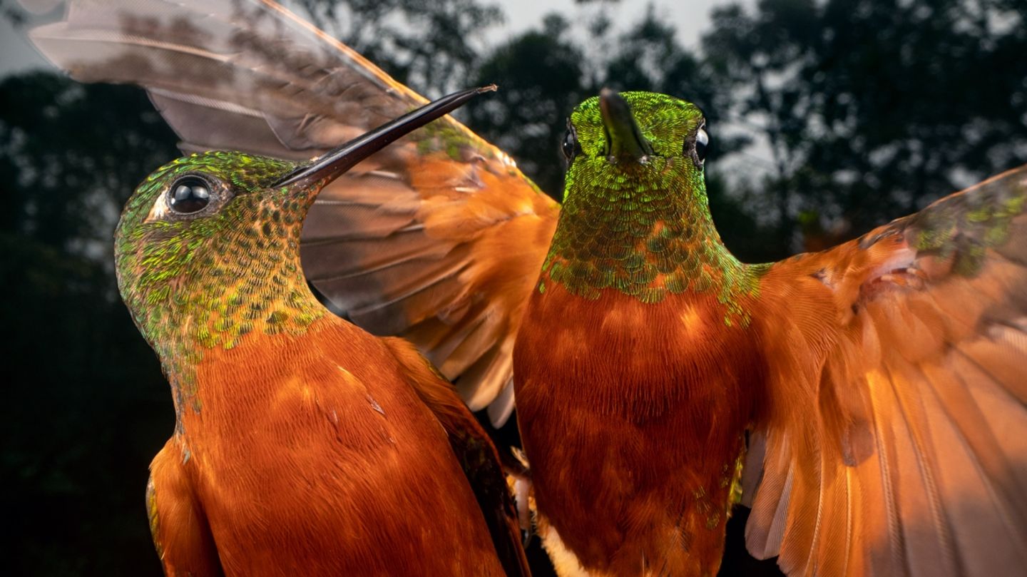 Hummingbirds are very territorial and sometimes aggressive. For years, I have been photographing them around the feeders and their favorite flowers in order to get action shots in a different way. After a few days at this location I managed to gain their trust and get very close to these two buff-tailed coronets. With two off-camera flashes with homemade diffusers, I could finally capture this shot.