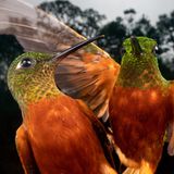 Hummingbirds are very territorial and sometimes aggressive. For years, I have been photographing them around the feeders and their favorite flowers in order to get action shots in a different way. After a few days at this location I managed to gain their trust and get very close to these two buff-tailed coronets. With two off-camera flashes with homemade diffusers, I could finally capture this shot.