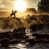 Schöner baden lässt es sich kaum: In der Türkei tummelt sich eine Herde Büffel im Fluss bei Sonnenuntergang. Jeden Tag werden die Tiere aus auf die Weide gebracht und am Abend zurück ins Gehege getrieben. Die Aufnahme der in Istanbul geborenen Fotografin Nese Ari wurde von der Jury in der Kategorie "Reisen und Abenteuer" besonders gewürdigt