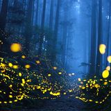 Märchenhaft ging es zu in einem Waldstück, in das Shirley Wung auf einem Bergweg einbog und sich plötzlich in einem grünen Glitzern wiederfand. Verheißungsvoll funkelten lauter Glühwürmchen in der Dunkelheit. Für diese atmosphärische Aufnahme erlangte die aus Taiwan stammende Fotografin den ersten Preis in der Kategorie „Schönheit der Natur“. Dies ist nicht ihr erster Sieg – Shirley Wung gewann bereits mehrere internationale Fotowettbewerb