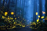 Märchenhaft ging es zu in einem Waldstück, in das Shirley Wung auf einem Bergweg einbog und sich plötzlich in einem grünen Glitzern wiederfand. Verheißungsvoll funkelten lauter Glühwürmchen in der Dunkelheit. Für diese atmosphärische Aufnahme erlangte die aus Taiwan stammende Fotografin den ersten Preis in der Kategorie „Schönheit der Natur“. Dies ist nicht ihr erster Sieg – Shirley Wung gewann bereits mehrere internationale Fotowettbewerb