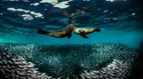 Wie im Tanz umschwimmen sich zwei Seelöwen gegenseitig. Unter ihnen formiert sich ein Schwarm Sardinen, der die kreisenden Bewegungen zu kopieren scheint. Für dieses stimmungsvolle Bild wurde der italienische Fotograf Raffaele Livornese von der Jury in der Kategorie "Tierwelt" besonders gewürdigt