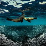 Wie im Tanz umschwimmen sich zwei Seelöwen gegenseitig. Unter ihnen formiert sich ein Schwarm Sardinen, der die kreisenden Bewegungen zu kopieren scheint. Für dieses stimmungsvolle Bild wurde der italienische Fotograf Raffaele Livornese von der Jury in der Kategorie "Tierwelt" besonders gewürdigt