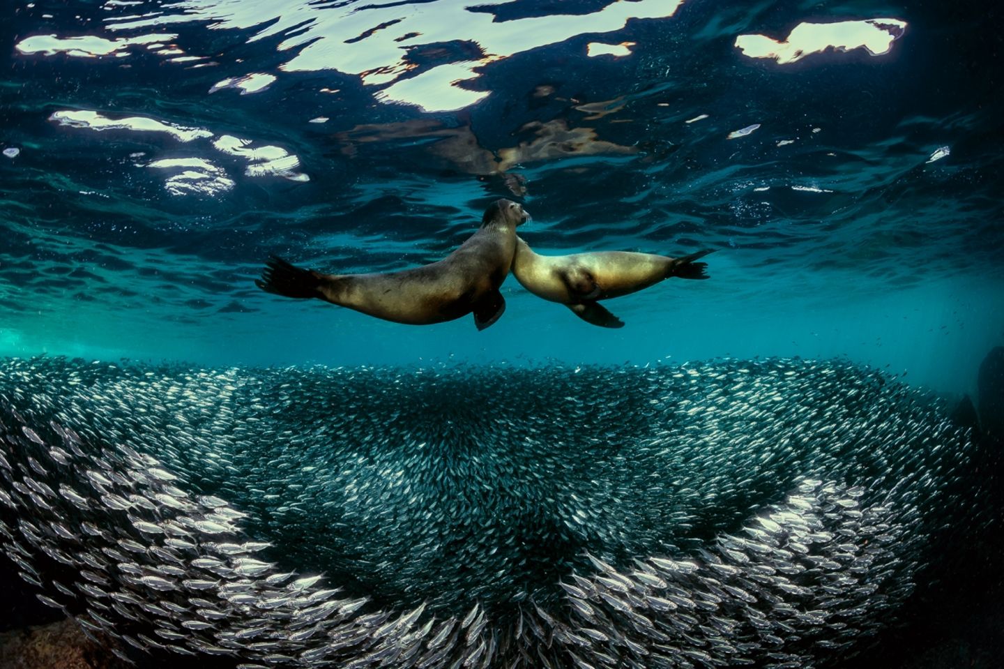 Siena International Photo Awards: Wie im Tanz umschwimmen sich zwei Seelöwen unter der Wasseroberfläche. Unter ihnen formiert sich ein Schwarm Sardinen, der die kreisenden Bewegungen zu kopieren scheint. Für dieses stimmungsvolle Bild wurde der italienische Fotograf Raffaele Livornese von der Jury in der Kategorie "Tierwelt" besonders gewürdigt Wie im Tanz umschwimmen sich zwei Seelöwen gegenseitig. Unter ihnen formiert sich ein Schwarm Sardinen, der die kreisenden Bewegungen zu kopieren scheint. Für dieses stimmungsvolle Bild wurde der italienische Fotograf Raffaele Livornese von der Jury in der Kategorie "Tierwelt" besonders gewürdigt