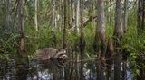 The Everglades is defined by a wet season and dry season. Climate change has made these seasonal fluctuations less predictable and less stable. During the dry season when rain is scarce, mammals and birds alike begin nesting. This winter when three inches of rain fell over two days, it flooded a nest of raccoons forcing the mother to rescue her babies and relocate them. Photographed with a custom camera trap.