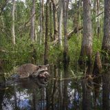 The Everglades is defined by a wet season and dry season. Climate change has made these seasonal fluctuations less predictable and less stable. During the dry season when rain is scarce, mammals and birds alike begin nesting. This winter when three inches of rain fell over two days, it flooded a nest of raccoons forcing the mother to rescue her babies and relocate them. Photographed with a custom camera trap.