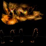 Mkuze (South Africa)