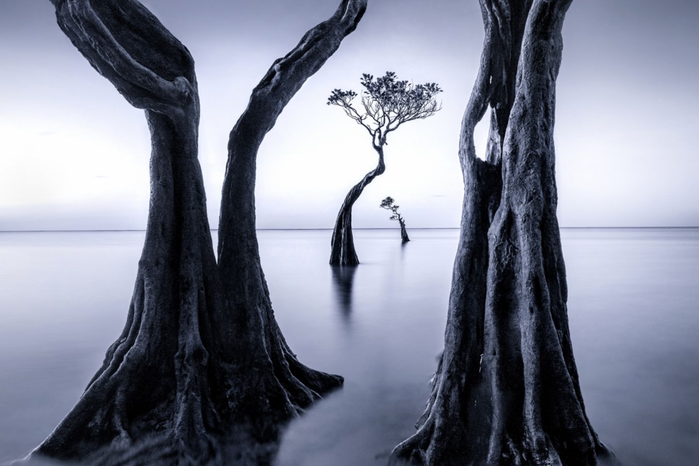 Siena International Photo Awards: Perfekt in Szene gesetzt, fast schon wie gemalt, präsentieren sich diese Bäume auf der indonesischen Insel Sumba Island in der Fotografie. "Praying Parents" ("Betende Eltern") nennt Suk Eun Kim sein Bild und spielt damit auf die vom Sturm geformten Baumstämme an, die sich über den kleinsten Baum im Hintergrund zu beugen scheinen. Die Jury hob das Foto des südkoreanischen Fotografen in der Kategorie "Schönheit der Natur" als besonders bemerkenswert hervor Sumba Island, Indonesia