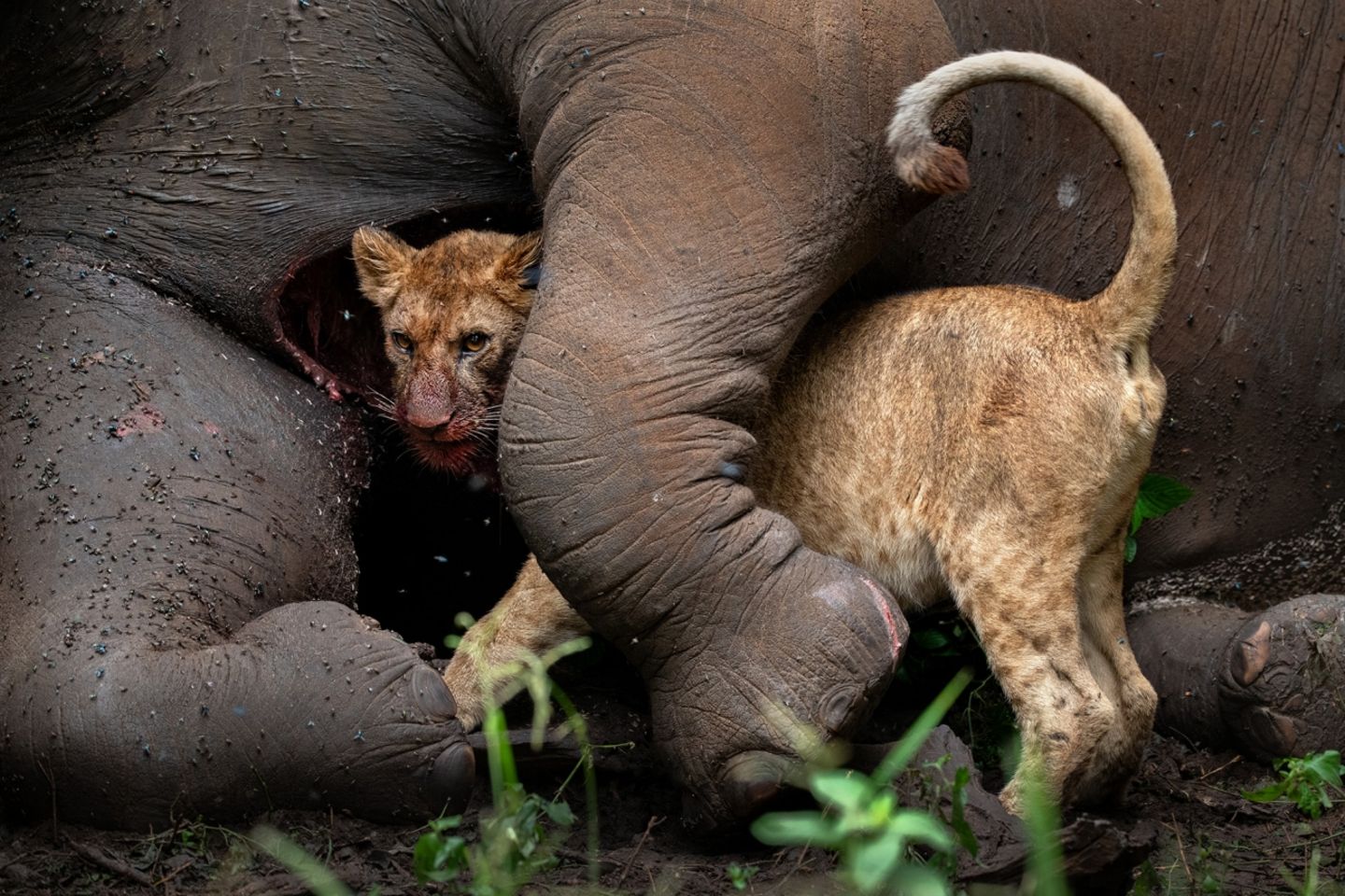 Siena International Photo Awards: "Komm ja nicht näher…", scheint dieser Junglöwe dem Fotografen mit seinem Blick zu verstehen geben zu wollen. Ein Elefant, der eines natürlichen Todes starb, wurde zu einer großen Überlebenschance für den Löwen. Ausgewachsene Tiere fressen durchschnittlich sieben Kilogramm Fleisch pro Tag. Mit dieser Aufnahme gelang dem israelischen Wildlife-Fotografen Roie Galitz der zweite Platz in der Kategorie "Tierwelt" Tarangire National Park (Tanzania)