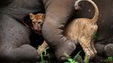 Tarangire National Park (Tanzania)