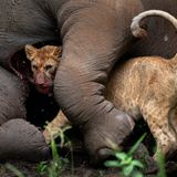 Tarangire National Park (Tanzania)
