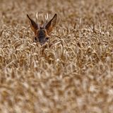 25.10.2021      "Mitten in einem Getreidefeld stand dieser Rehbock. Er hat mich sehr genau beobachtet. Trotzdem konnte ich mich mit dem Rad vorsichtig nähern, stehen bleiben, die Kamera herausholen und dann dieses Foto machen. Ein Glück, dass er nicht flüchtete."      Ort: Soester Börde  Kamera: Lumix G9 mit Leica DG Vario-Elmar 100-400   Mehr Fotos von Doro Luka