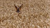 25.10.2021      "Mitten in einem Getreidefeld stand dieser Rehbock. Er hat mich sehr genau beobachtet. Trotzdem konnte ich mich mit dem Rad vorsichtig nähern, stehen bleiben, die Kamera herausholen und dann dieses Foto machen. Ein Glück, dass er nicht flüchtete."      Ort: Soester Börde  Kamera: Lumix G9 mit Leica DG Vario-Elmar 100-400   Mehr Fotos von Doro Luka