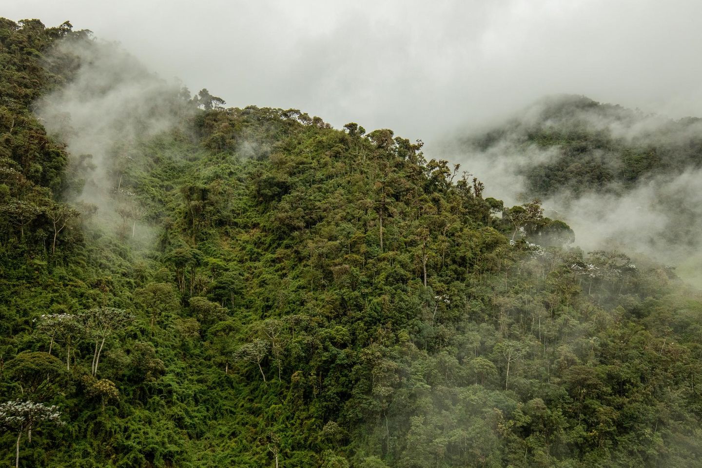 Die tropischen Bergregenwälder des Intag-Tals zählen mit ihren vielen, nur dort vorkommenden Arten zu den reichsten Ökosystemen der Erde und speichern viel CO2. Doch sie sind massiv bedroht