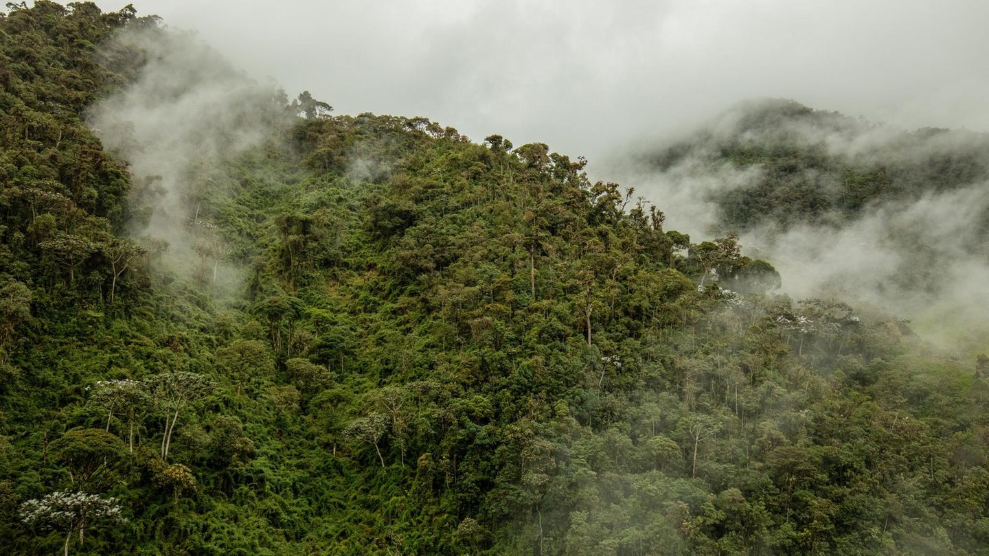 Die tropischen Bergregenwälder des Intag-Tals zählen mit ihren vielen, nur dort vorkommenden Arten zu den reichsten Ökosystemen der Erde und speichern viel CO2. Doch sie sind massiv bedroht