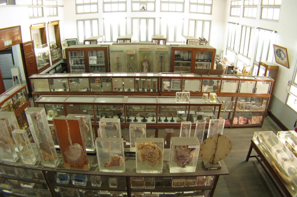 Organe in Alkohol in einem Museum