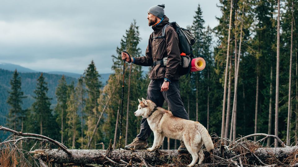 Wanderer mit einem Sibirischen Husky in den Bergen Wanderer mit einem Sibirischen Husky in den Bergen