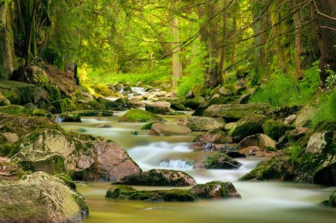 Bach im Erzgebirge: Alte, artenreiche Wälder sind als CO2-Speicher wichtig für den Klimaschutz