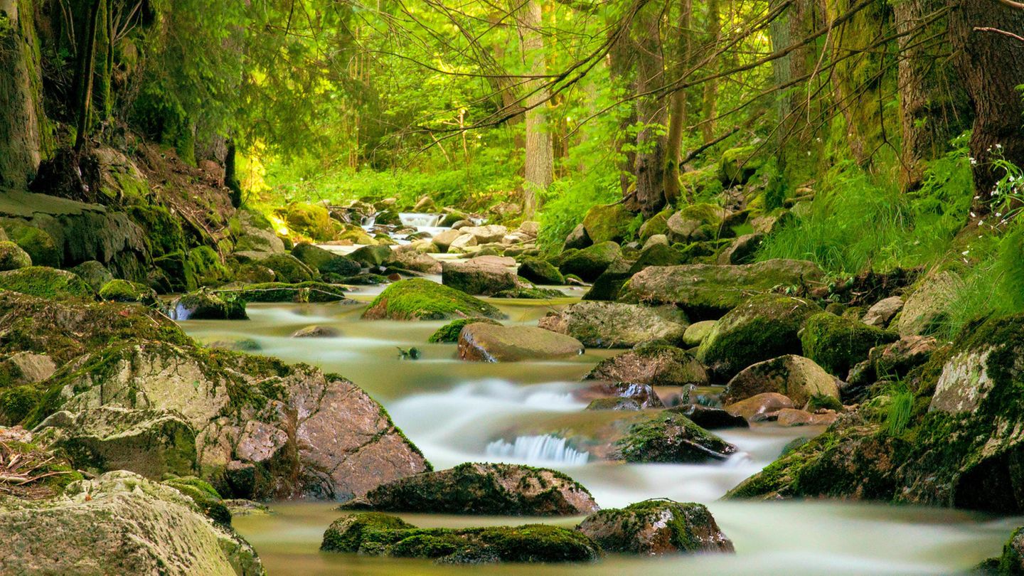 Koalitionsverhandlungen: Bach im Erzgebirge: Alte, artenreiche Wälder sind als CO2-Speicher wichtig für den Klimaschutz Bach im Erzgebirge: Alte, artenreiche Wälder sind als CO2-Speicher wichtig für den Klimaschutz