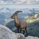 26.10.2021      "Zur Morgenstund posiert ein Steinbock vor der schönen Berglandschaft."      Ort: Alpstein  Kamera: Nikon Z7 mit Nikon Nikkor Z 24-200mm / 4.0-6.3 VR  Mehr Fotos von Matthias Burkhard