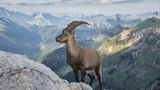 26.10.2021      "Zur Morgenstund posiert ein Steinbock vor der schönen Berglandschaft."      Ort: Alpstein  Kamera: Nikon Z7 mit Nikon Nikkor Z 24-200mm / 4.0-6.3 VR  Mehr Fotos von Matthias Burkhard