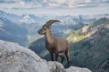 26.10.2021      "Zur Morgenstund posiert ein Steinbock vor der schönen Berglandschaft."      Ort: Alpstein  Kamera: Nikon Z7 mit Nikon Nikkor Z 24-200mm / 4.0-6.3 VR  Mehr Fotos von Matthias Burkhard