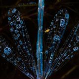 // © Aniket Thopate-Damsel in Dinner-CUPOTY03-Butterflies-3rd//  //CREDIT// © Aniket Rangnath Thopate | cupoty.com  //HEADLINE// 3rd Place: Butterflies & Dragonflies  //NAME// Aniket Rangnath Thopate  //TITLE// Damsel in Dinner  Nationality Indian  Occupation Freelance Photographer  Further information: Instagram: aniket_thopate, Facebook: aniket.thopate.7      Aniket:  ‘Last year (2020), near my home in Badlapur, India, my friends and I were walking through the pools of water formed by the monsoon and found this dead damselfly floating on the surface. I had never seen this arrangement of its four wings before with the beautiful droplets on them.  While shooting this on a 1:1 scale, I saw a movement near its head and spotted the nymph of a water strider, which added a tiny spot of intense colour.  I stayed in four feet of water for almost an hour watching the scene and capturing the image. I wonder sometimes, how nature comes up with such beautiful things.’      Technical details:  Nikon D750, Nikkor 105mm macro f2.8, ISO 1250, 1/200sec at f/29  Accessories: A big hat to prevent the sky reflecting in the water  Post processing: Basic adjustments in Lightroom and Photoshop