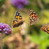 //© Andrew Fusek Peters-Painted Lady in the Garden-CUPOTY03-Butterflies-2nd//  //CREDIT// © Andrew Fusek Peters | cupoty.com  2nd Place: Butterflies & Dragonflies  //NAME// Andrew Fusek Peters  //TITLE// Painted Lady in the Garden  Nationality British  Occupation Photographer / Author  Further information: Website: www.andrewfusekpeters.com, Instagram: andrewfusekpeters, Facebook: Andrew Fusek Peters photography, Twitter: 2peters      Andrew:  ‘I had just had my cancer diagnosis in the autumn of 2019. I was waiting for surgery and could not go far so spent a lot of time in our garden. It was a wonderful late summer and lots of butterflies came to nectar on my wife’s flowers, including Verbena bonariensis.  I had just started shooting with the Olympus camera system and began to wonder if it might be possible to photograph butterflies in flight. Sports action sequences were my inspiration. If I got a set of shots at 60 frames per second, with the butterfly taking off in the plane of focus, set at the first shot, I thought they might make up an action sequence, a sort of time lapse in a single frame to show motion but also movement through a fraction of a second.  This was my first decent sequence, with four good Raw files from the moment the painted lady took off until it left the frame. The photos were layer masked in Photoshop to produce this composite. The result inspired me to really develop my butterfly in flight shots but this was the beginning point, a close up wonder revealing the painted lady in all its aerial glory.’      Technical details:  Olympus E-M1 Mk II, Olympus M.Zuiko 40-150mm F2.8 PRO, ISO 500, 1/5000sec at f/2.8  Post processing: Four Raw files layer masked in Photoshop to produce composite, basic adjustments