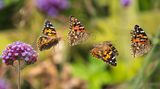 //© Andrew Fusek Peters-Painted Lady in the Garden-CUPOTY03-Butterflies-2nd//  //CREDIT// © Andrew Fusek Peters | cupoty.com  2nd Place: Butterflies & Dragonflies  //NAME// Andrew Fusek Peters  //TITLE// Painted Lady in the Garden  Nationality British  Occupation Photographer / Author  Further information: Website: www.andrewfusekpeters.com, Instagram: andrewfusekpeters, Facebook: Andrew Fusek Peters photography, Twitter: 2peters      Andrew:  ‘I had just had my cancer diagnosis in the autumn of 2019. I was waiting for surgery and could not go far so spent a lot of time in our garden. It was a wonderful late summer and lots of butterflies came to nectar on my wife’s flowers, including Verbena bonariensis.  I had just started shooting with the Olympus camera system and began to wonder if it might be possible to photograph butterflies in flight. Sports action sequences were my inspiration. If I got a set of shots at 60 frames per second, with the butterfly taking off in the plane of focus, set at the first shot, I thought they might make up an action sequence, a sort of time lapse in a single frame to show motion but also movement through a fraction of a second.  This was my first decent sequence, with four good Raw files from the moment the painted lady took off until it left the frame. The photos were layer masked in Photoshop to produce this composite. The result inspired me to really develop my butterfly in flight shots but this was the beginning point, a close up wonder revealing the painted lady in all its aerial glory.’      Technical details:  Olympus E-M1 Mk II, Olympus M.Zuiko 40-150mm F2.8 PRO, ISO 500, 1/5000sec at f/2.8  Post processing: Four Raw files layer masked in Photoshop to produce composite, basic adjustments