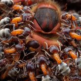 //© Petr Bambousek-Ants and Hornet-CUPOTY03-Insects-2nd//  //CREDIT// © Petr Bambousek | cupoty.com  2nd Place: Insects  //NAME// Petr Bambousek  //TITLE// Ants and Hornet  Nationality Czech  Occupation Freelance wildlife photographer  Further information: Website: www.sulasula.com, Instagram: sulasulacom, Facebook: sulasulacom      Petr:  ‘Liometopum ants live in large colonies on huge trees and feed on many different types of food. In the picture you can see how the group of ants work together in hunting the hornet. I used single diffused flash to light the scene and slightly cropped the image to take the viewer into the heart of the action. This interesting behaviour was discovered during a night walk in the extensive park of Lednice Castle, Czech Republic.’      Technical details:  Olympus E-M1 Mk II, Olympus 30mm/3.5 Macro, ISO 200, 1/100sec at f/13  Accessories: Flash, DIY diffuser, handheld