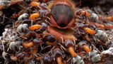 //© Petr Bambousek-Ants and Hornet-CUPOTY03-Insects-2nd//  //CREDIT// © Petr Bambousek | cupoty.com  2nd Place: Insects  //NAME// Petr Bambousek  //TITLE// Ants and Hornet  Nationality Czech  Occupation Freelance wildlife photographer  Further information: Website: www.sulasula.com, Instagram: sulasulacom, Facebook: sulasulacom      Petr:  ‘Liometopum ants live in large colonies on huge trees and feed on many different types of food. In the picture you can see how the group of ants work together in hunting the hornet. I used single diffused flash to light the scene and slightly cropped the image to take the viewer into the heart of the action. This interesting behaviour was discovered during a night walk in the extensive park of Lednice Castle, Czech Republic.’      Technical details:  Olympus E-M1 Mk II, Olympus 30mm/3.5 Macro, ISO 200, 1/100sec at f/13  Accessories: Flash, DIY diffuser, handheld