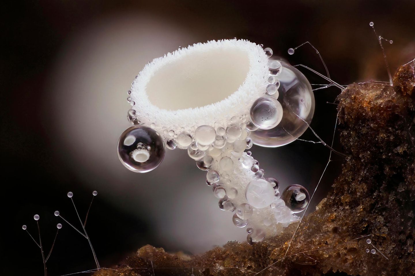 //© Andy Sands-Lachnum niveum-CUPOTY03-Plants-2nd//  //CREDIT// © Andy Sands | cupoty.com  2nd Place Plants & Fungi  //NAME// Andy Sands  //TITLE// Cup fungi Lachnum niveum  Nationality British  Occupation Retail Photographic Shop Owner / Photographer  Further information: Website: www.andysands.co.uk, Instagram: andysandsphotography      Andy:  ‘I collected a small piece of rotting wood with several of these tiny cup fungi on and took them back to my studio. They are approx. 0.75mm tall and have tiny hairs that trap moisture, which adds to their beauty.  Once collected I used an objective and tube lens assembly with focus rail to shoot multiple images for focus stacking. The depth of focus on the lens is tiny, so vibrations are a major issue with this sort of photography. This image is focus stacked from 127 images.’      Technical details:  Olympus OMD E-M1 Mark II, Olympus M.Zuiko Digital ED 60mm f/2.8 Macro, ISO 200, 1/10sec at f/4