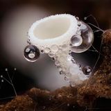 //© Andy Sands-Lachnum niveum-CUPOTY03-Plants-2nd//  //CREDIT// © Andy Sands | cupoty.com  2nd Place Plants & Fungi  //NAME// Andy Sands  //TITLE// Cup fungi Lachnum niveum  Nationality British  Occupation Retail Photographic Shop Owner / Photographer  Further information: Website: www.andysands.co.uk, Instagram: andysandsphotography      Andy:  ‘I collected a small piece of rotting wood with several of these tiny cup fungi on and took them back to my studio. They are approx. 0.75mm tall and have tiny hairs that trap moisture, which adds to their beauty.  Once collected I used an objective and tube lens assembly with focus rail to shoot multiple images for focus stacking. The depth of focus on the lens is tiny, so vibrations are a major issue with this sort of photography. This image is focus stacked from 127 images.’      Technical details:  Olympus OMD E-M1 Mark II, Olympus M.Zuiko Digital ED 60mm f/2.8 Macro, ISO 200, 1/10sec at f/4