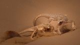 //© Svetlana Ivavnenko-Fight-CUPOTY03-Animals-2nd//  //CREDIT// © Svetlana Ivavnenko | cupoty.com  2nd Place Animals  //NAME// Svetlana Ivavnenko  //TITLE// Fight  Nationality Russian  Occupation Photographer  Further information: Instagram: svetlana_ivanenko70, Facebook: SvetlanaiIvanenko      Svetlana:  ‘During spring these Secret toadhead agamas battle over territory. It is difficult to capture these short and intense conflicts. The temperature in Kalmykia, Russia doesn’t help either, as it often rises above 30°C.’      Technical details:  Sony RX10M4, ISO 400, 1\6400sec at f/6.3, ISO 160, 20sec at f/6.3  Accessories: None  Post processing: Photoshop