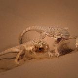 //© Svetlana Ivavnenko-Fight-CUPOTY03-Animals-2nd//  //CREDIT// © Svetlana Ivavnenko | cupoty.com  2nd Place Animals  //NAME// Svetlana Ivavnenko  //TITLE// Fight  Nationality Russian  Occupation Photographer  Further information: Instagram: svetlana_ivanenko70, Facebook: SvetlanaiIvanenko      Svetlana:  ‘During spring these Secret toadhead agamas battle over territory. It is difficult to capture these short and intense conflicts. The temperature in Kalmykia, Russia doesn’t help either, as it often rises above 30°C.’      Technical details:  Sony RX10M4, ISO 400, 1\6400sec at f/6.3, ISO 160, 20sec at f/6.3  Accessories: None  Post processing: Photoshop